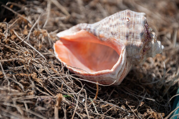 summer sea shell at the beach. summertime vacation. seashell exotical tropical molluck. mollusk in...