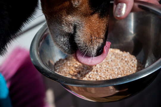dog food. hungry dog pet eat food. animal pet eating. feed domestic animals