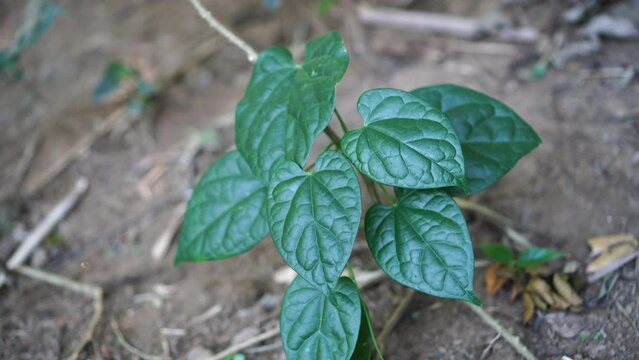 Tinospora crispa in the garden