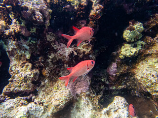 Fototapeta na wymiar Priacanthus macracanthus in a Red Sea coral reef