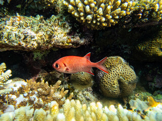 Priacanthus macracanthus in a Red Sea coral reef