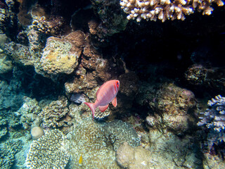 Priacanthus macracanthus in a Red Sea coral reef