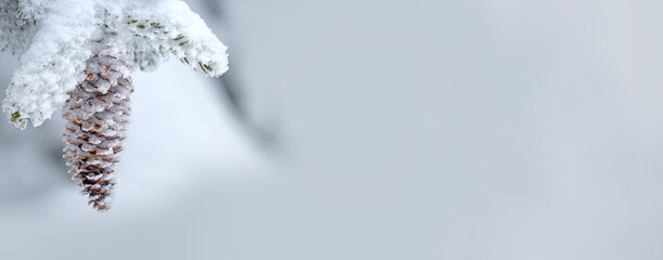 Fir branches in hoarfrost and snow with cones . winter background .Banner. Free space for your...