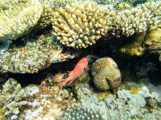 Priacanthus macracanthus in a Red Sea coral reef