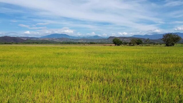 Landscape Rices Fields in Huila Colombia Farming industry, Colombian Agriculture