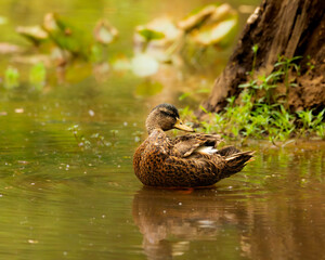 Mallard Hen