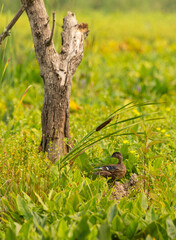 Wood Duck in Swamp