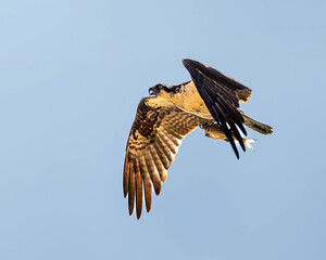 Osprey with Fish