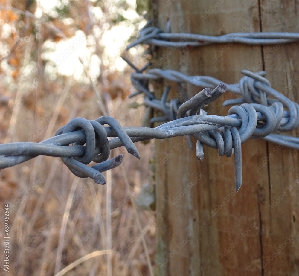 Wall mural close up of barbed wire