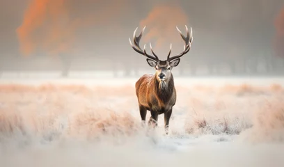 Foto op Plexiglas Close-up of a Red deer stag in winter © giedriius