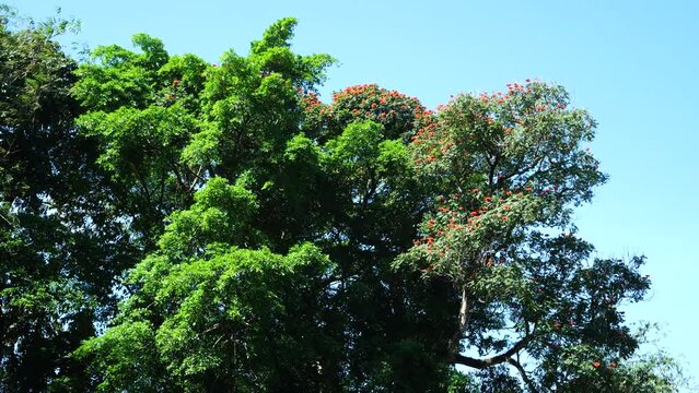 African Tulip Tree in the park