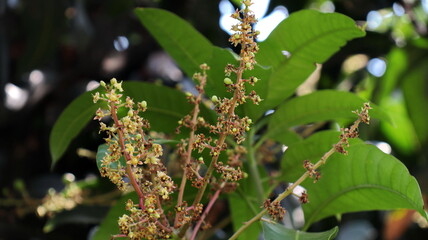 Close up of Mango flowers, Inflorescence mango flowers