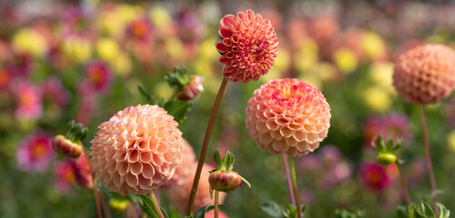 Stunning dahlia flowers, photographed at Celebration Garden, Aylett Nurseries, St Albans,...