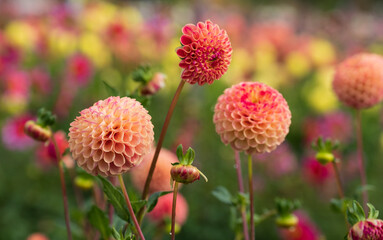 Stunning colourful dahlia flowers, photographed in a garden near St Albans, Hertfordshire, UK in...
