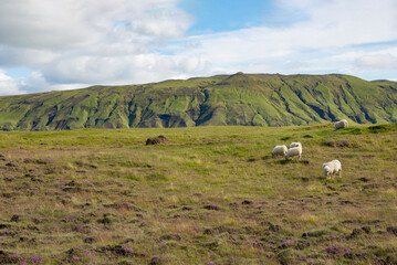 Moutons dans la campagne islandaise