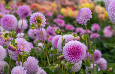 Obraz premium Stunning colourful dahlia flowers, photographed in a garden near St Albans, Hertfordshire, UK in late summer on a cloudy stormy day.