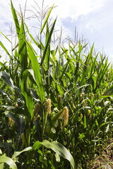 Detail of the Maize Stalk on the Maize Field