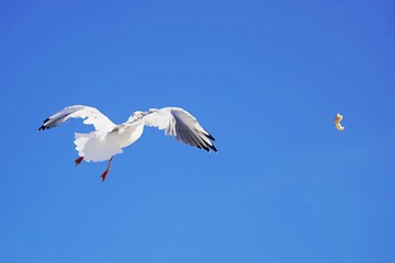 Möwe im Flug