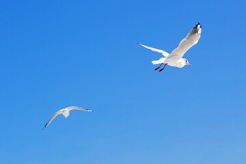 Möwen im Flug