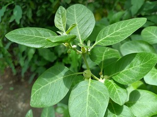 Fototapeta na wymiar Withania somnifera plant known as Ashwagandha. Indian ginseng herbs, poison gooseberry, or winter cherry. Ashwagandha Benefits For Weight Loss and healthcare