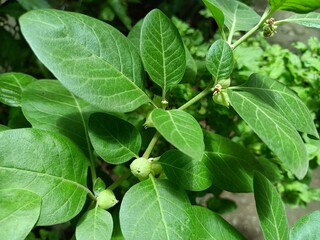 Withania somnifera plant known as Ashwagandha. Indian ginseng herbs, poison gooseberry, or winter cherry. Ashwagandha Benefits For Weight Loss and healthcare