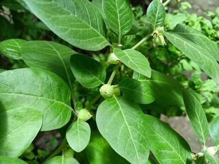 Ashwagandha plant 