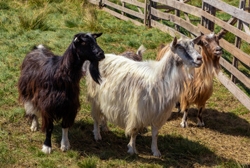 A close-up of three domestic goats of different colors on a farm