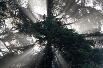 Sunbeam and sun rays with an ancient Western Red Cedar tree (Thuja plicata), Cathedral Grove, Macmillan provincial park, Vancouver Island, Canada. - obrazy, fototapety, plakaty