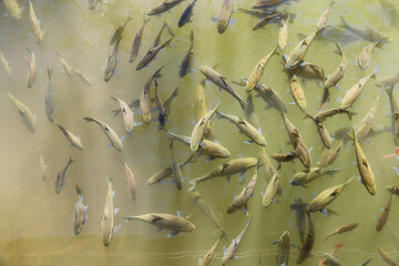 group of asian carp in fresh water.