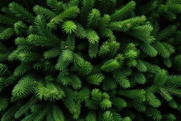 Fir tree background banner Christmas tree branches green