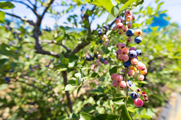 都会のブルーベリー畑で完熟ブルーベリー狩り・収穫・量り売り（東京都練馬区）