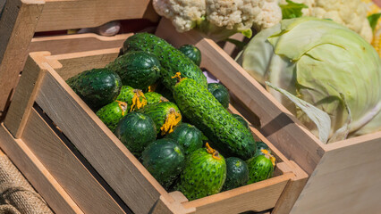 Ripe appetizing cucumbers in a wooden box on the counter of the farmers market