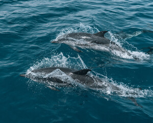 dolphins playing in the water