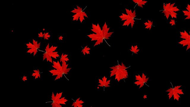 Red autumn leaves or leaves flying, falling autumn maple leaves on a transparent alpha mask 4K background