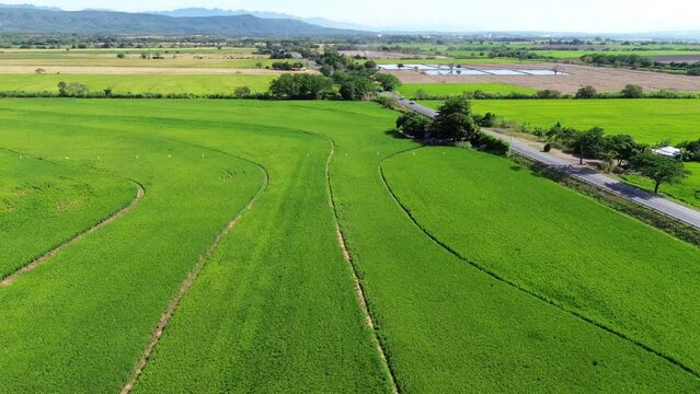 Landscape Rices Fields in Huila Colombia Farming industry, Colombian Agriculture