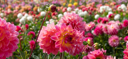 Stunning dahlia flowers, photographed at Celebration Garden, Aylett Nurseries, St Albans,...