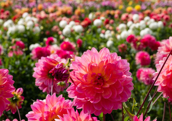 Stunning colourful dahlia flowers, photographed in a garden near St Albans, Hertfordshire, UK in late summer on a cloudy stormy day.