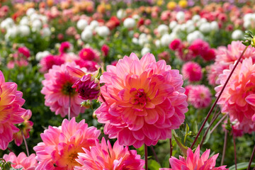 Obraz premium Stunning dahlia flowers, photographed at Celebration Garden, Aylett Nurseries, St Albans, Hertfordshire UK in late summer on a cloudy day.