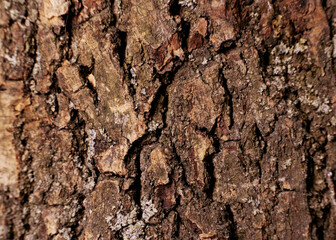 Oak bark wood background. Oak tree bark texture. Tough rude wooded surface pattern. Macro closeup.