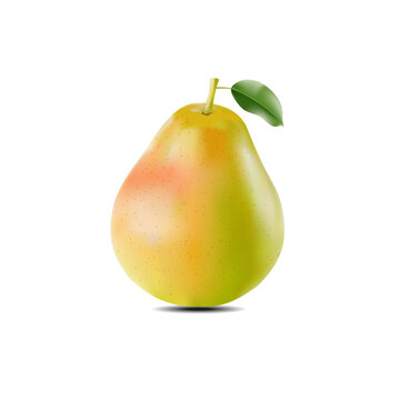 chinese pear fruit vector picture Chinese pears on a white background