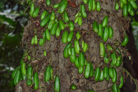 Close Up The Trunk And Fruits Of Bilimbi Or Averrhoa Bilimbi L Tree Bear Fruit On The Large Trunk In The Field