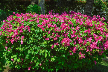 Natural Beauty Of Bougainvillea Ornamental Plants Adorned With Blooming Red Flowers On Their Plants And Leaves In The Garden