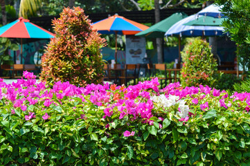 Natural Beauty Tropical Garden Park With Pink And White Flowers Of Fence Bougainvillea Ornamental Plants
