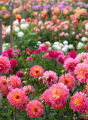 Stunning dahlia flowers, photographed in a garden near St Albans, Hertfordshire, UK in late summer on a cloudy day. © Lois GoBe