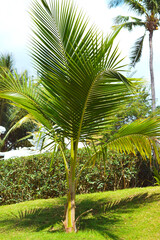 Portrait View Of Natural Beauty Of Young Fresh Coconut Tree Plant Amidst Grassy Field In The Garden