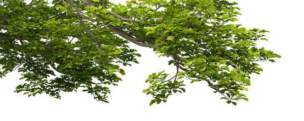 Jungle greenery tropics tree branches cutout transparent backgrounds 3d illustrations png