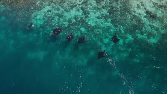 Manta rays swims close to water surafce. Aerial view