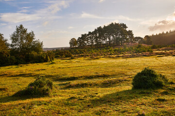 Obraz premium New Forrest landscape