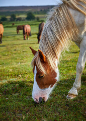 Grazing Pony