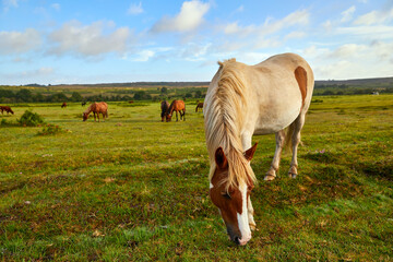 Semi-wild ponies in the New Ferest, Hampshire